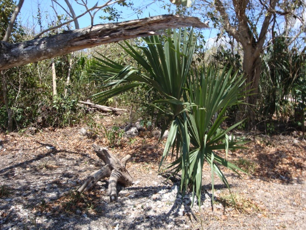 Cozumel, Mexico